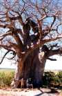 The Baobab Tree